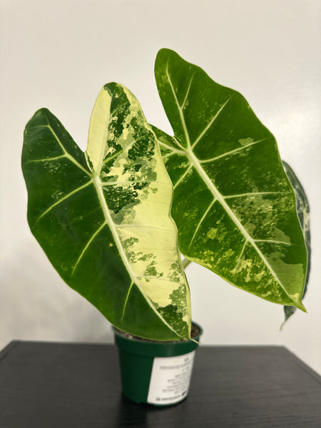 4" Variegated Alocasia 'Frydek' (e)