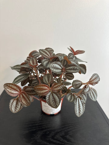 Pilea Spruceana “Friendship” Plant (a)