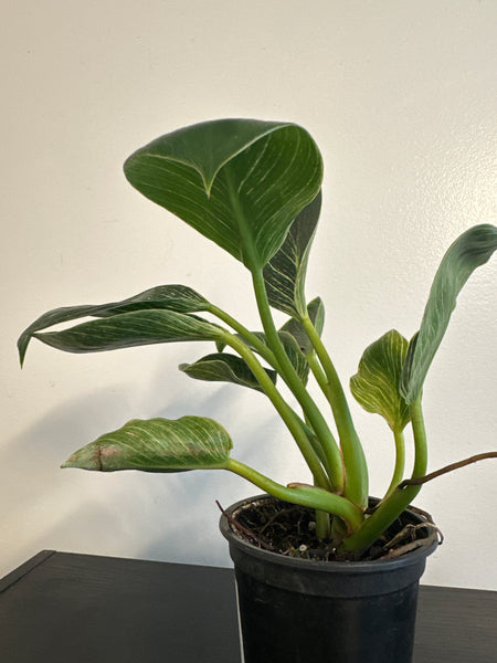Philodendron Birkin (b)