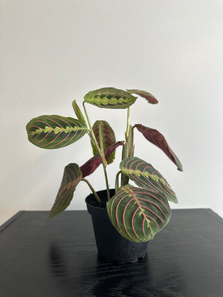 Red Maranta Plant (c)