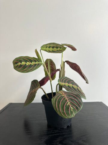 Red Maranta Plant (c)