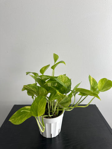 Pothos Neon Queen (a)