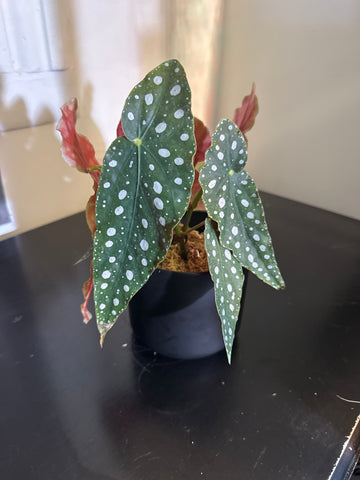 4" Polka Dot Begonia Maculata (a)