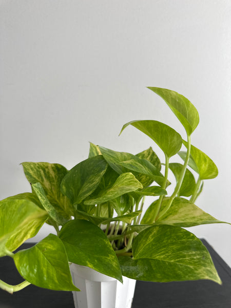 Pothos Neon Queen (a)