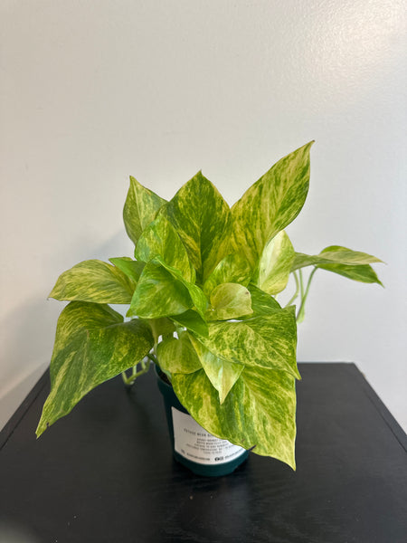 Pothos Neon Queen (c)