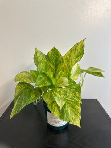 Pothos Neon Queen (c)