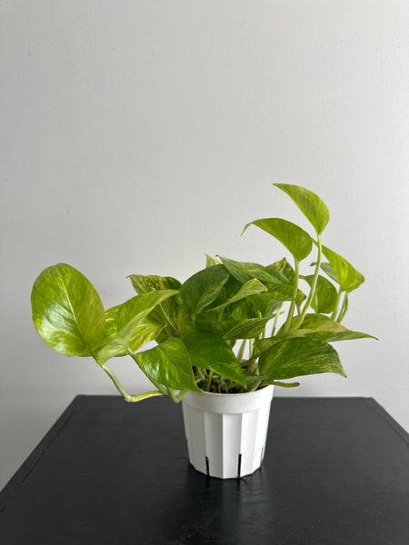 Pothos Neon Queen (a)
