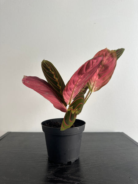 Red Maranta Plant (b)