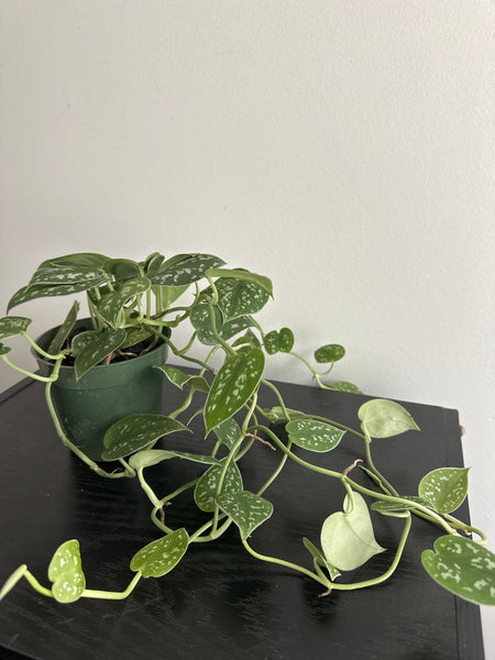 Scindapsus Pictus {Satin Pothos} (b)