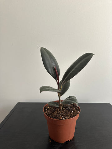 Ficus Elastica Rubber Plant