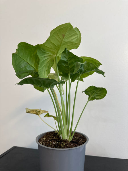 Syngonium 'Confetti' Arrowhead (c)