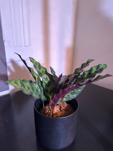 4" Calathea Lancifolia 'Rattlesnake' (c)