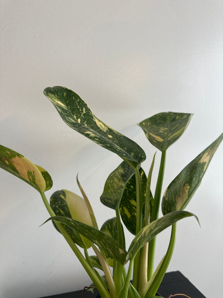 Variegated Philodendron Green Congo (b)