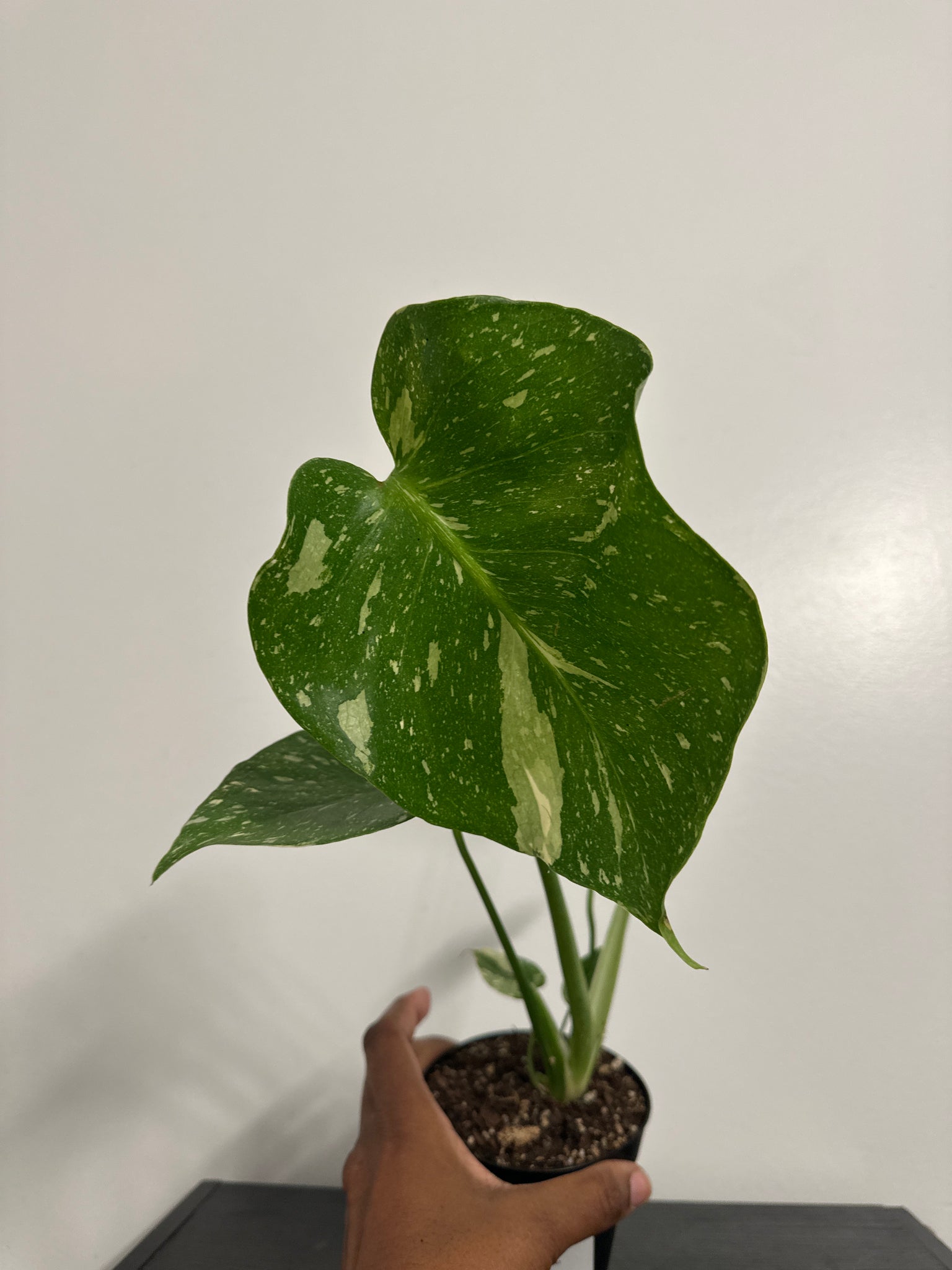 4" Monstera Thai Constellation' (a)