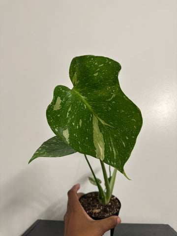 4" Monstera Thai Constellation' (a)