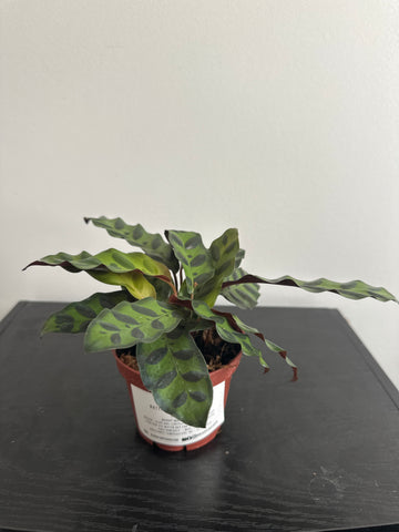 4" Calathea Lancifolia 'Rattlesnake' (e)