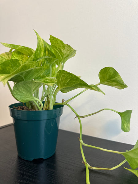 Pothos Neon Queen (b)