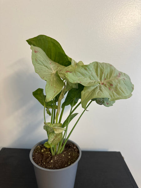 Syngonium 'Confetti' Arrowhead (a)