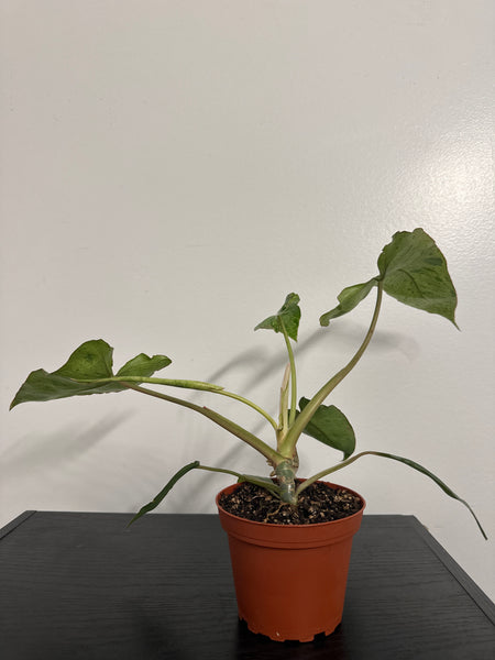 4" Philodendron ‘Paraiso Verde’ (d