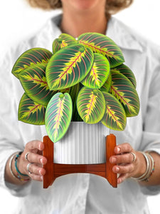 Prayer Plant Pop-up Greeting Cards