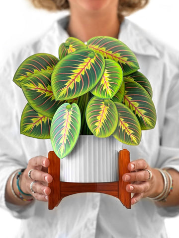Prayer Plant Pop-up Greeting Cards
