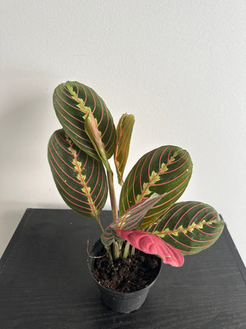 Red Maranta Plant (b)