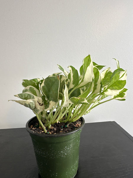 Pearls and Jade Pothos (g
