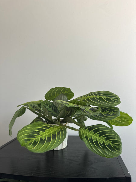 Lemon Lime Maranta Plant (c)