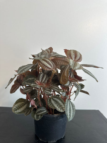 Pilea Spruceana “Friendship” Plant (b)