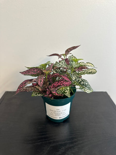 Polka Dot Plant (c)