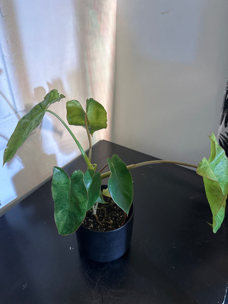 4" Philodendron ‘Paraiso Verde’ (b)