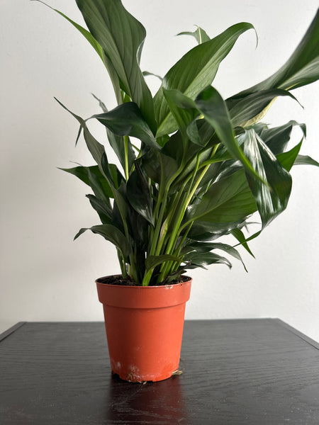 Peace Lily (b)