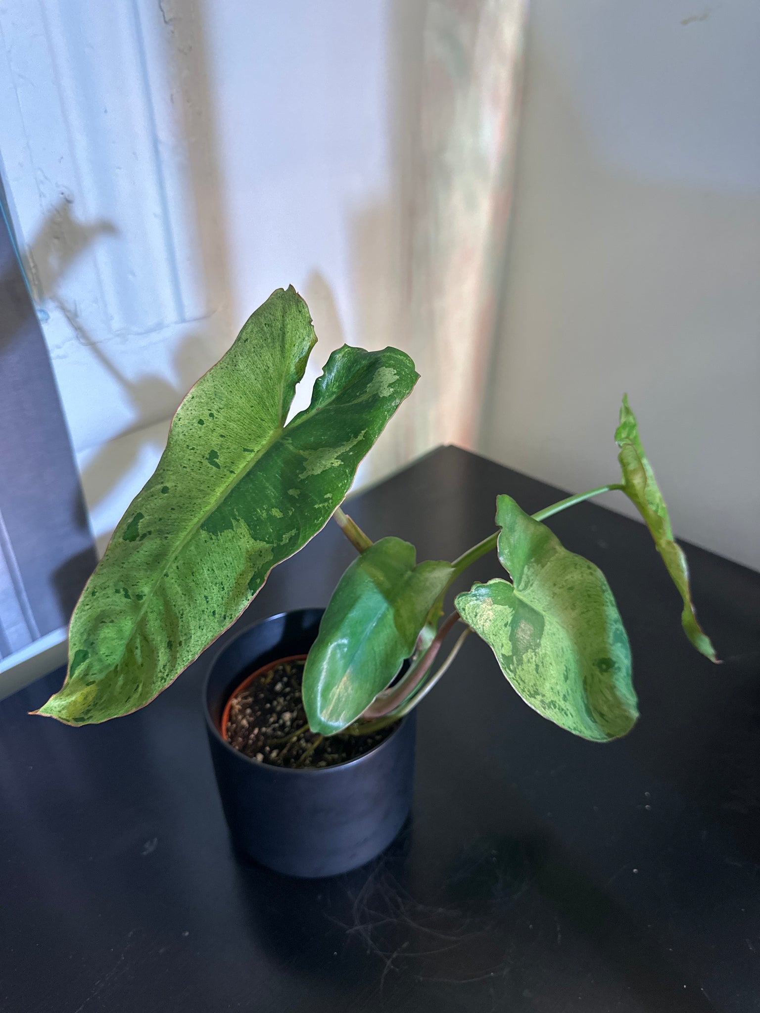 4" Philodendron ‘Paraiso Verde’ (a)