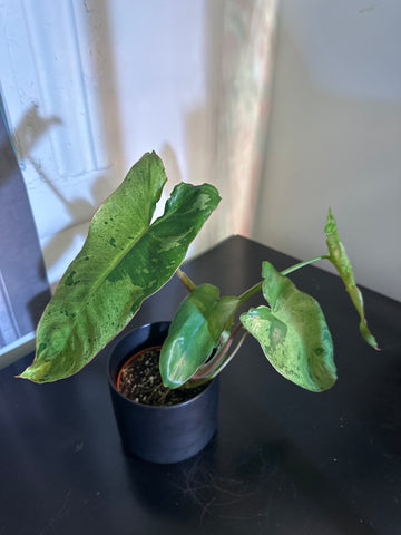 4" Philodendron ‘Paraiso Verde’ (a)