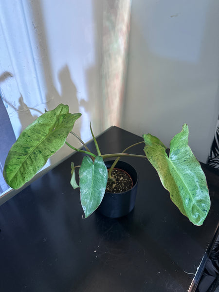 4" Philodendron ‘Paraiso Verde’ (c)