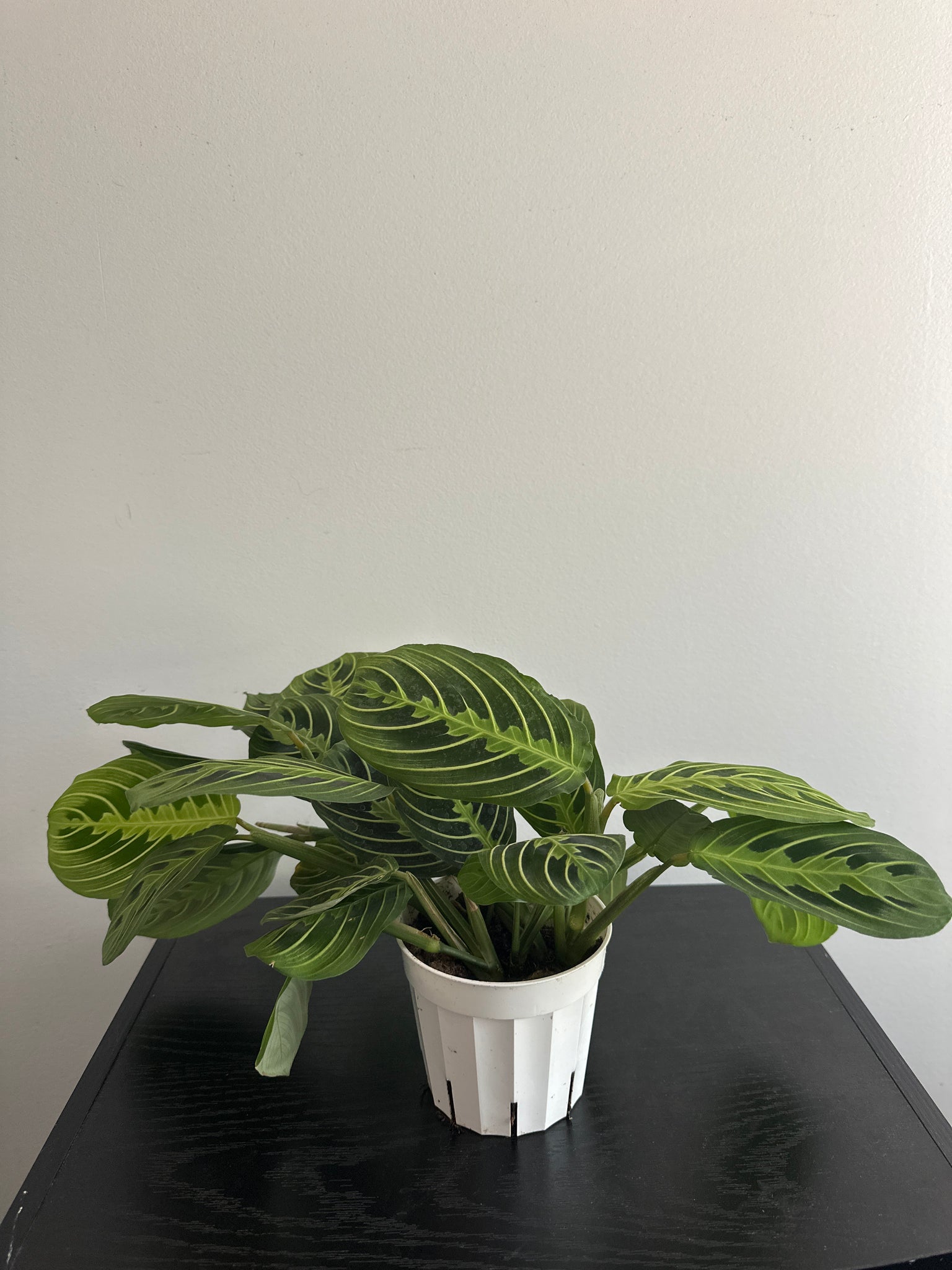 Lemon Lime Maranta Plant (c)