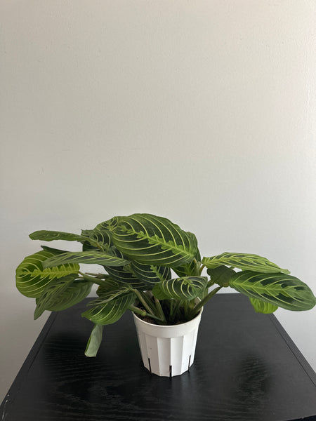 Lemon Lime Maranta Plant (c)