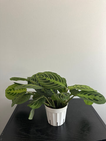Lemon Lime Maranta Plant (c)
