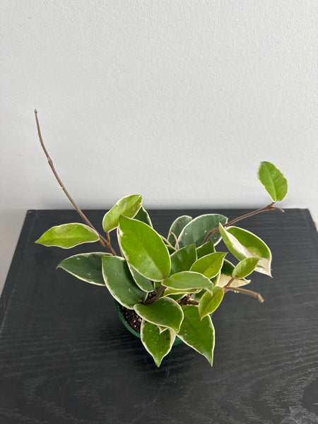 4" Hoya 'Krimson Queen' (d)