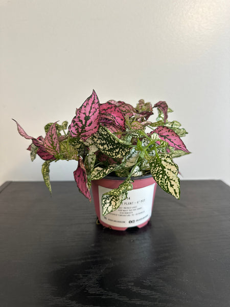 Polka Dot Plant (a)