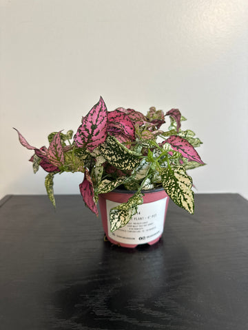 Polka Dot Plant (a)