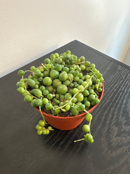 String of Pearls (b)