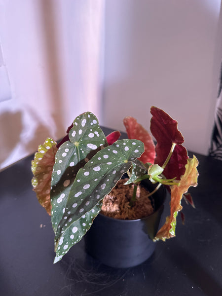 4" Polka Dot Begonia Maculata (d)