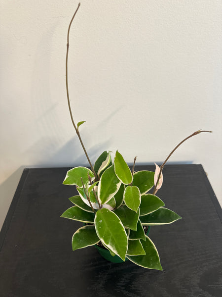 4" Hoya 'Krimson Queen' (e)