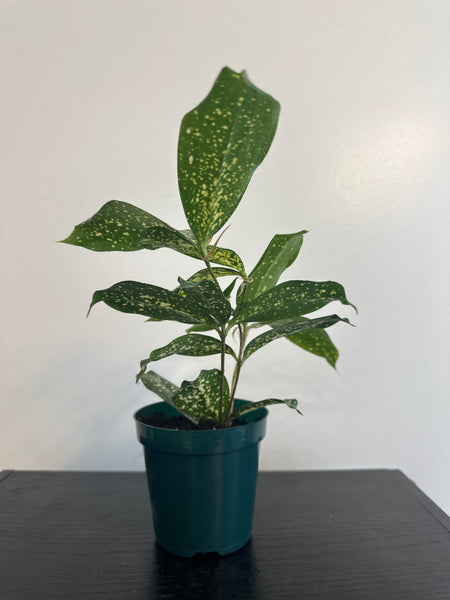 4" Dracaena Florida Beauty (b)