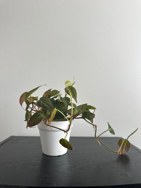 Philodendron Mican (b)