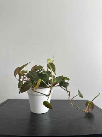 Philodendron Mican (b)