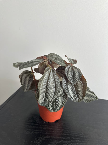 Pilea Spruceana “Friendship” Plant (b)