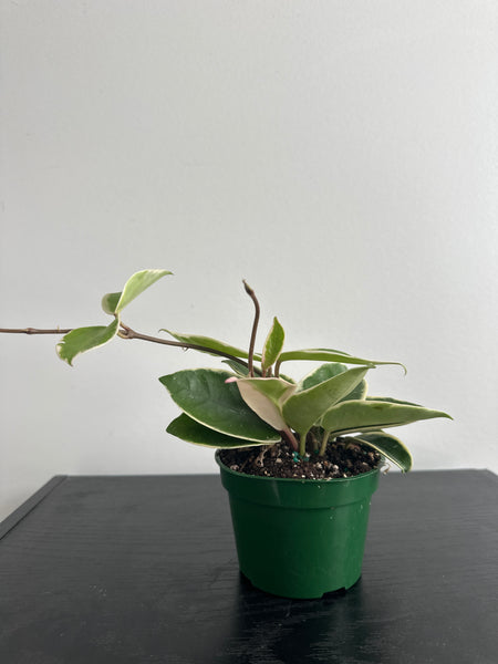 4" Hoya 'Krimson Queen' (a)