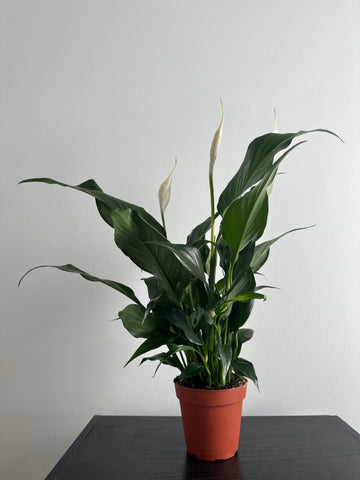 Peace Lily (a)